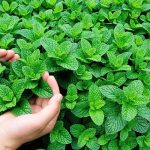 10 Tumbuhan Herbal yang Bermanfaat untuk Kesehatan Pernapasan