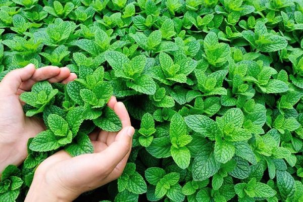 10 Tumbuhan Herbal yang Bermanfaat untuk Kesehatan Pernapasan 10 Tumbuhan Herbal yang Bermanfaat untuk Kesehatan Pernapasan