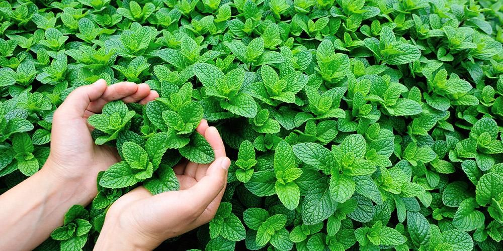 10 Tumbuhan Herbal yang Bermanfaat untuk Kesehatan Pernapasan